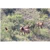 Image 4 : WILDLIFE SYSTEMS, INC.: West Texas Free-Range Cow Elk Hunt for Two Hunters