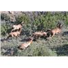 Image 5 : WILDLIFE SYSTEMS, INC.: West Texas Free-Range Cow Elk Hunt for Two Hunters