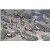 Image 6 : WILDLIFE SYSTEMS, INC.: West Texas Free-Range Cow Elk Hunt for Two Hunters