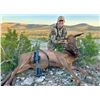 Image 8 : WILDLIFE SYSTEMS, INC.: West Texas Free-Range Cow Elk Hunt for Two Hunters