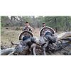 Image 2 : WHEATON CREEK RANCH: New Mexico Merriam Turkey Hunt for Two