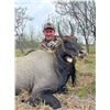 Image 1 : EAST FOUNDATION & WILDLIFE SYSTEMS, INC.: Trophy Nilgai Bull Hunt on the El Sauz Ranch for One Hunte