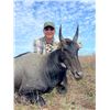 Image 2 : EAST FOUNDATION & WILDLIFE SYSTEMS, INC.: Trophy Nilgai Bull Hunt on the El Sauz Ranch for One Hunte