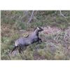 Image 4 : EAST FOUNDATION & WILDLIFE SYSTEMS, INC.: Trophy Nilgai Bull Hunt on the El Sauz Ranch for One Hunte