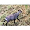 Image 6 : EAST FOUNDATION & WILDLIFE SYSTEMS, INC.: Trophy Nilgai Bull Hunt on the El Sauz Ranch for One Hunte