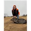 Image 3 : PALOMA RANCH: Boone & Crockett Javelina Hunt for Four Hunters