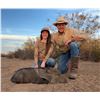 Image 4 : PALOMA RANCH: Boone & Crockett Javelina Hunt for Four Hunters