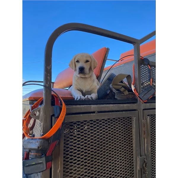 TEXAS DOG RANCH: Yellow Labrador Retriever Puppy
