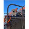 Image 1 : TEXAS DOG RANCH: Yellow Labrador Retriever Puppy