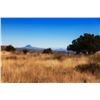 Image 10 : EL CIELO RANCH: West Texas Blue Quail Hunt for Four Hunters