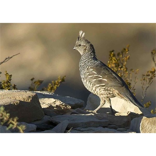 EL CIELO RANCH: West Texas Blue Quail Hunt for Four Hunters