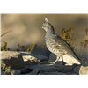 Image 1 : EL CIELO RANCH: West Texas Blue Quail Hunt for Four Hunters