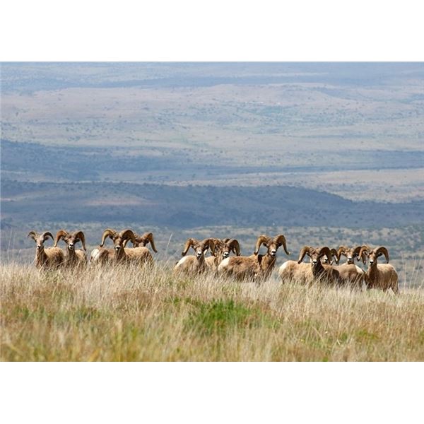 TEXAS PARKS & WILDLIFE DEPARTMENT: Elephant Mountain Bighorn Sheep Photo Safari for Two