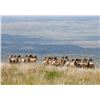Image 1 : TEXAS PARKS & WILDLIFE DEPARTMENT: Elephant Mountain Bighorn Sheep Photo Safari for Two