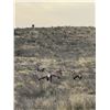 Image 3 : AHRENS RANCH & WILDLIFE, LLC: All-Inclusive Gemsbok Hunt for One Hunter Near Marathon, TX