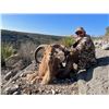 Image 2 : MONARCH RANCH EAST: Devils River Aoudad Hunt for One Hunter