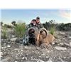 Image 6 : MONARCH RANCH EAST: Devils River Aoudad Hunt for One Hunter