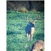 Image 2 : WESTWIND RANCH: South Texas Trophy Whitetail Hunt for an Adult & Youth Hunter