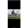 Image 5 : WESTWIND RANCH: South Texas Trophy Whitetail Hunt for an Adult & Youth Hunter