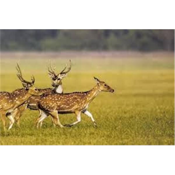 ECHO CANYON RIVER RANCHES: Texas Hill Country Trophy Axis Hunt