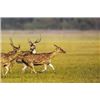 Image 1 : ECHO CANYON RIVER RANCHES: Texas Hill Country Trophy Axis Hunt