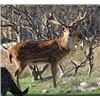 Image 2 : ECHO CANYON RIVER RANCHES: Texas Hill Country Trophy Axis Hunt