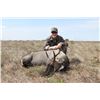 Image 2 : KING RANCH: Nilgai Hunt or Hunt & Fishing Combo for Two Hunters
