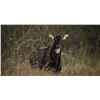Image 3 : KING RANCH: Nilgai Hunt or Hunt & Fishing Combo for Two Hunters