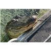 Image 2 : CONSERVATION EQUITY PARTNERS: Texas Coastal Alligator Hunt for Four Hunters