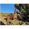Image 1 : CARTER'S RANCHES: Cotton Mesa Colorado Cow Elk Hunt for One Hunter