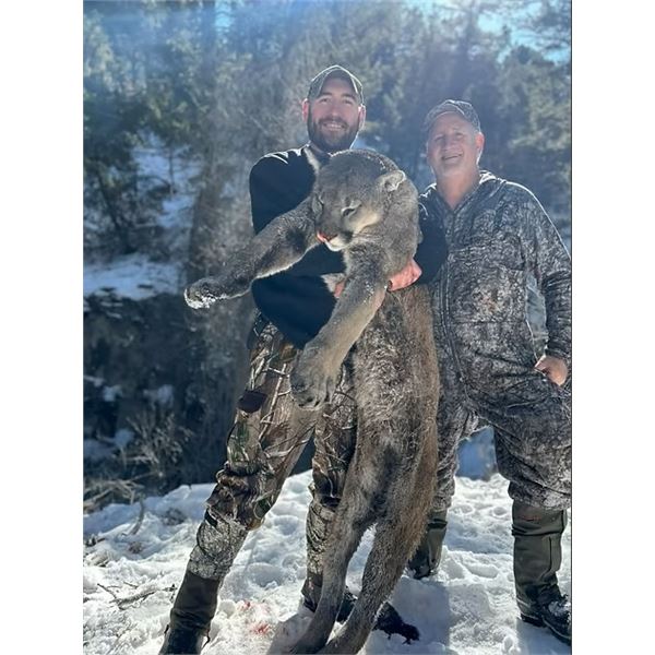 TRAVIS KRUCKENBERG OUTFITTING: Fully Guided Mountain Lion Hunt
