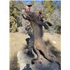 Image 2 : TRAVIS KRUCKENBERG OUTFITTING: Fully Guided Mountain Lion Hunt