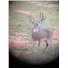 Image 4 : WESTWIND RANCH: Trophy South Texas Whitetail Hunt for One Hunter