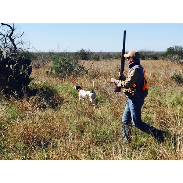 JONES RANCH: South Texas Wild Bobwhite Quail Hunt for Five Shooters