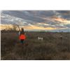 Image 4 : JONES RANCH: South Texas Wild Bobwhite Quail Hunt for Five Shooters