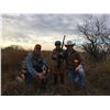 Image 6 : JONES RANCH: South Texas Wild Bobwhite Quail Hunt for Five Shooters