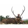 Image 4 : INDIANHEAD RANCH: West Texas Hunter's Choice Axis or Blackbuck Hunt