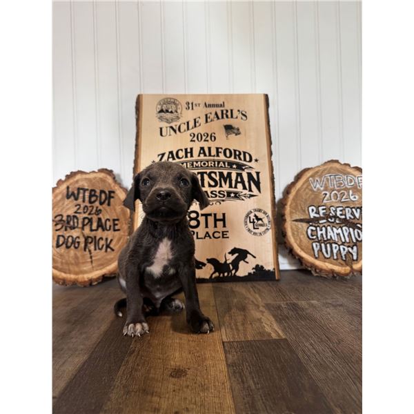 'TIL DAWN HOG DOGS & O CROSS RANCH: Blue Lacy Puppy