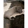 Image 3 : 'TIL DAWN HOG DOGS & O CROSS RANCH: Blue Lacy Puppy
