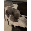 Image 5 : 'TIL DAWN HOG DOGS & O CROSS RANCH: Blue Lacy Puppy
