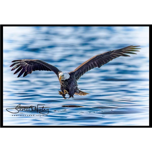 SCOTT FOLEY PHOTOGRAPHY: Framed Fine Art Wildlife Print
