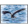 Image 1 : SCOTT FOLEY PHOTOGRAPHY: Framed Fine Art Wildlife Print