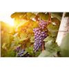 Image 3 : WINSPIRE: 12 Bottles of Italian Red Wine Delivered to Your Door