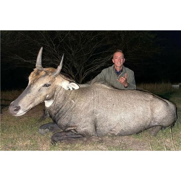 BUCKHOOK OUTFITTERS: Thermal Nilgai Hunt for One