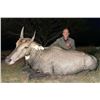 Image 1 : BUCKHOOK OUTFITTERS: Thermal Nilgai Hunt for One