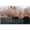 Image 2 : TERRY ANDERSON & CONSERVATION EQUITY PARTNERS: Turkeys & Bourbon Experience