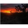 Image 4 : 5-day Arizona Coues Deer or Mule Deer Hunt for Two Hunters