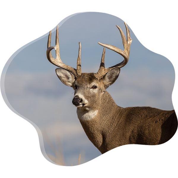 4-day Nebraska Free-range Whitetail Deer Hunt for Two Hunters