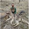 Image 2 : 5-day/6-night Idaho Bear and Wolf Hunt for One Hunter