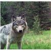 Image 3 : 5-day/6-night Idaho Bear and Wolf Hunt for One Hunter